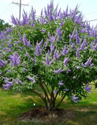 Chaste Tree in the landscape, chaste tree specimen