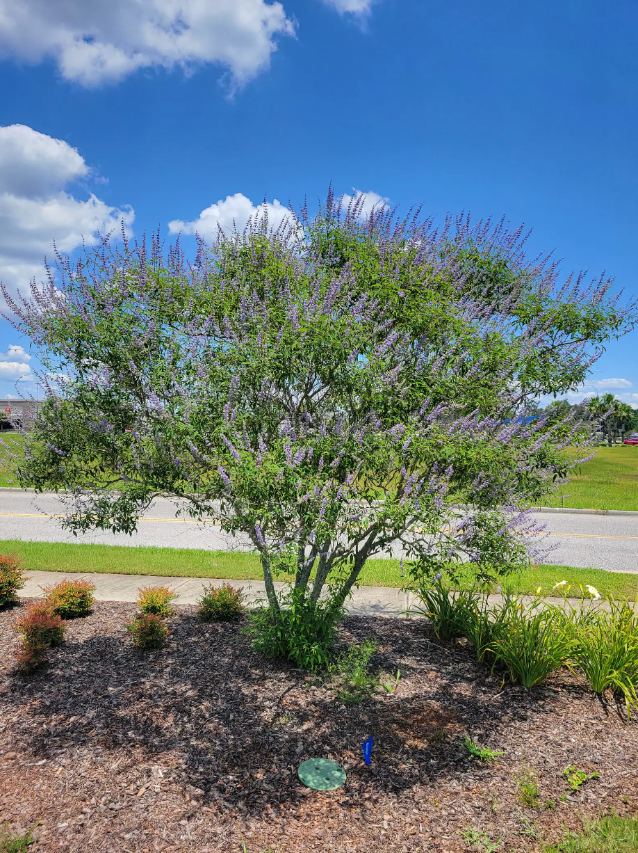 Chaste Tree in the landscape, chaste tree specimen