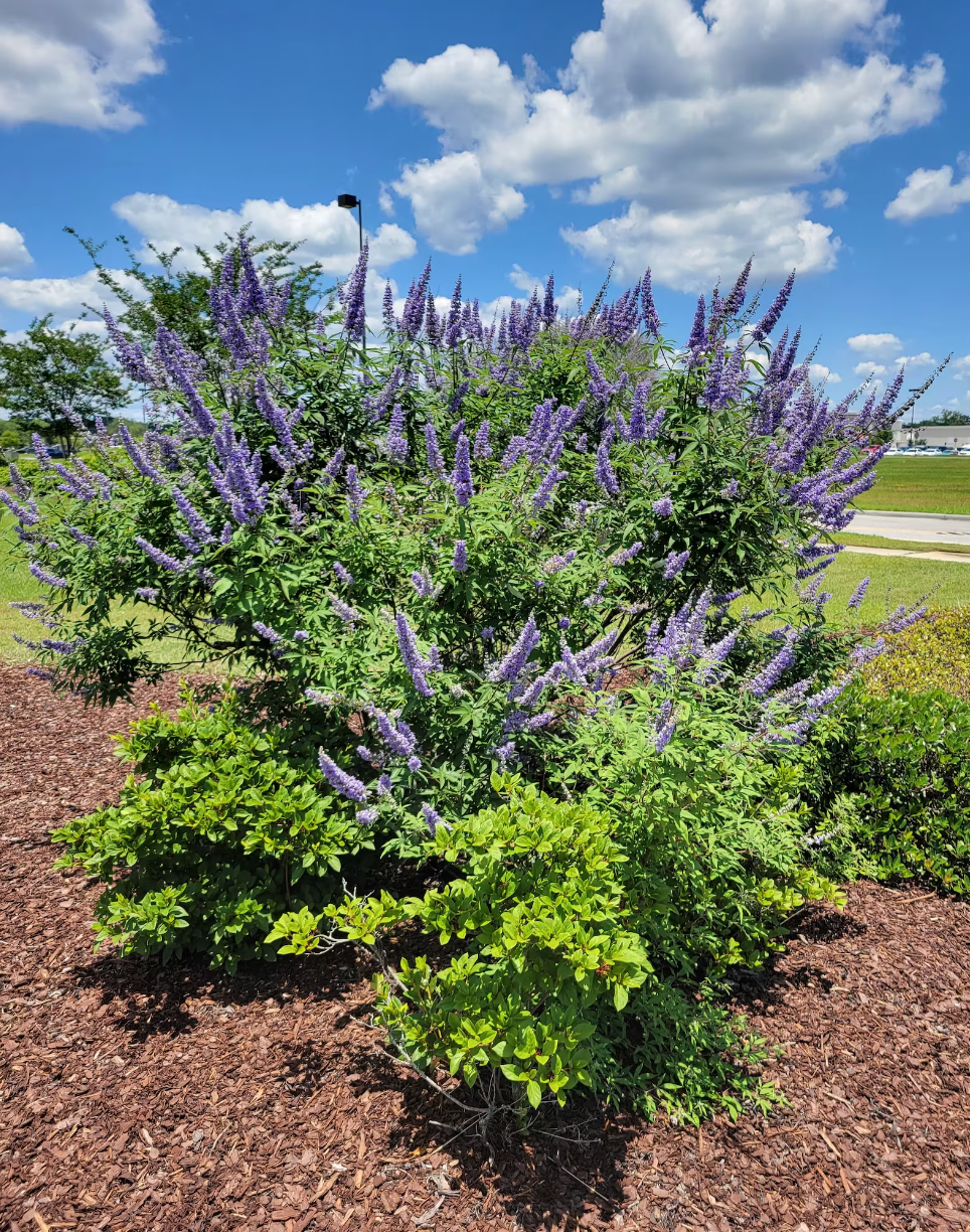 Chaste Tree in the landscape, chaste tree specimen