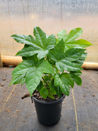 Fatsia Japonica | Aralia sieboldi 'Fatsia japonica'
