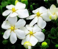 Kleim's Hardy Gardenia | Gardenia jasminoides 'Kleim's Hardy'