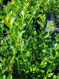 Compacta Holly