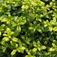 Soft Touch Japanese Holly | Ilex crenata 'Soft Touch'