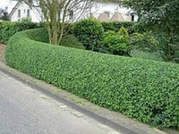 Winter Gem Boxwood | Buxus microphylla var. 'Winter Gem'