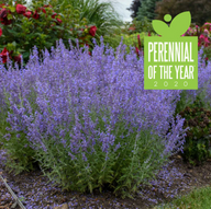 Denim n' Lace Russian Sage | Perovskia atriplicifolia 'Denim n' Lace'
