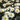 Amazing Daisies®  Daisy May® | Shasta Daisy
