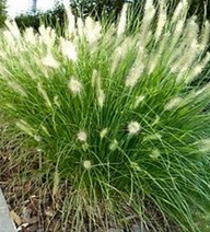 Dwarf Fountain Grass