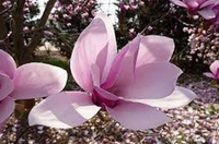 Saucer- Alexandrina Magnolia | Pink Tulip Tree | Magnolia x soulangiana 'Alexandrina'