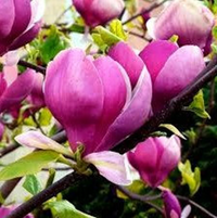 Saucer- Alexandrina Magnolia |  Pink Tulip Tree | Magnolia x soulangiana 'Alexandrina'