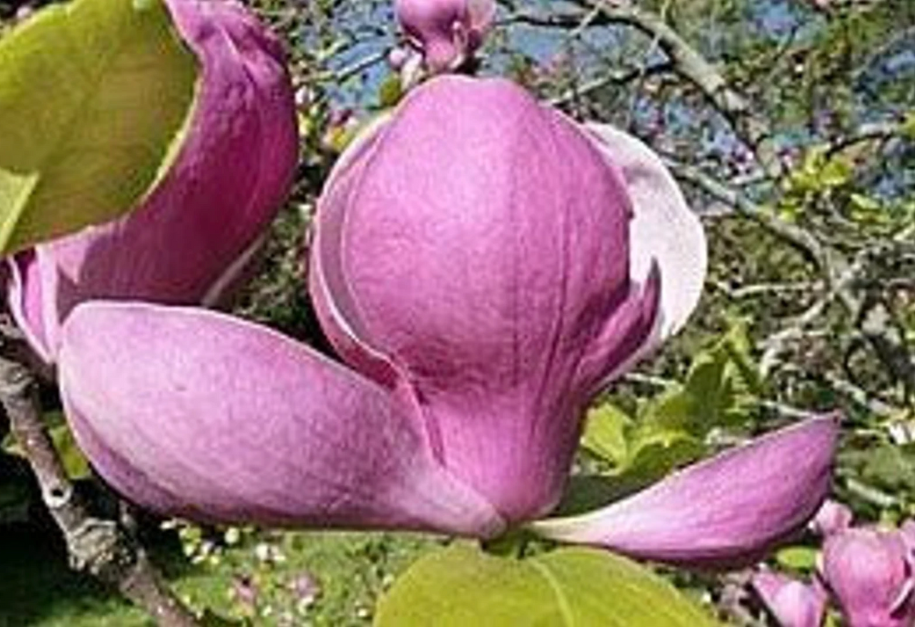 Saucer- Alexandrina Magnolia |  Pink Tulip Tree | Magnolia x soulangiana 'Alexandrina'