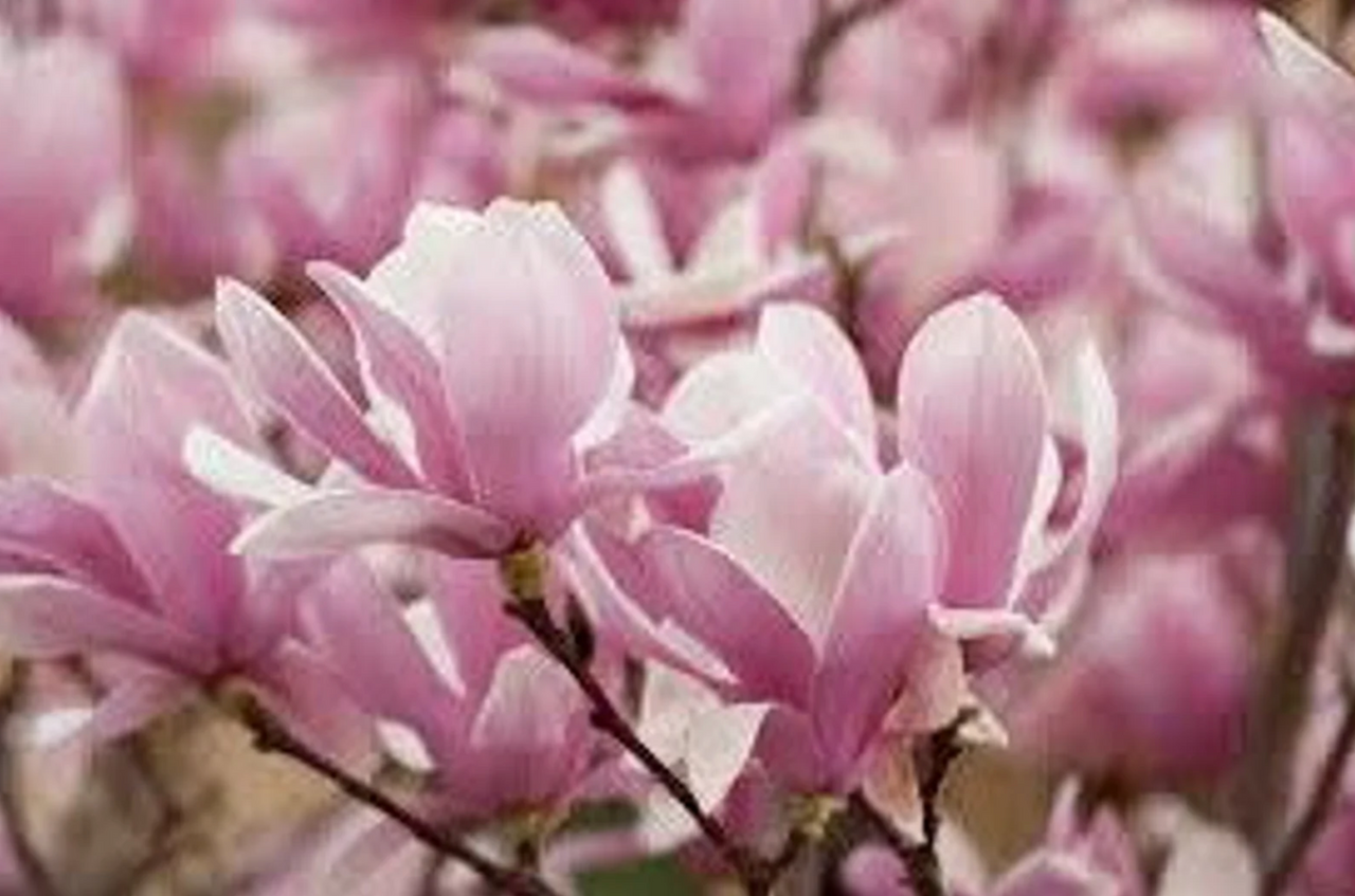 Saucer- Alexandrina Magnolia |  Pink Tulip Tree | Magnolia x soulangiana 'Alexandrina'