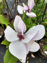 Jane Magnolia Tulip Tree