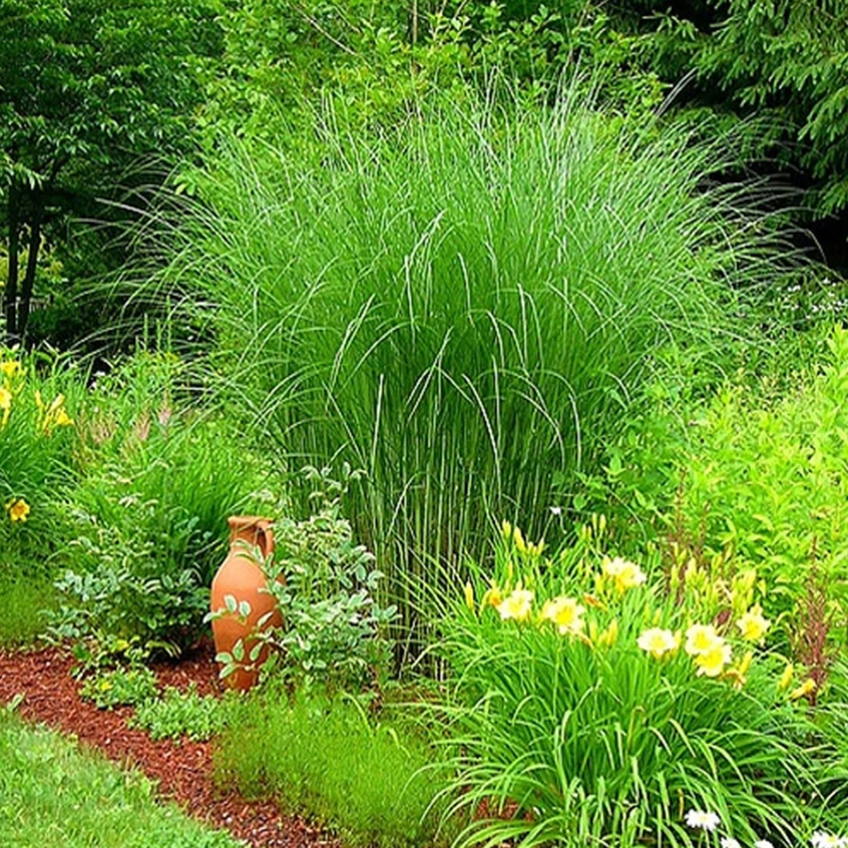 Maiden Grass |  Chinese Silver Grass |Miscanthus sinensis 'Gracillimus'