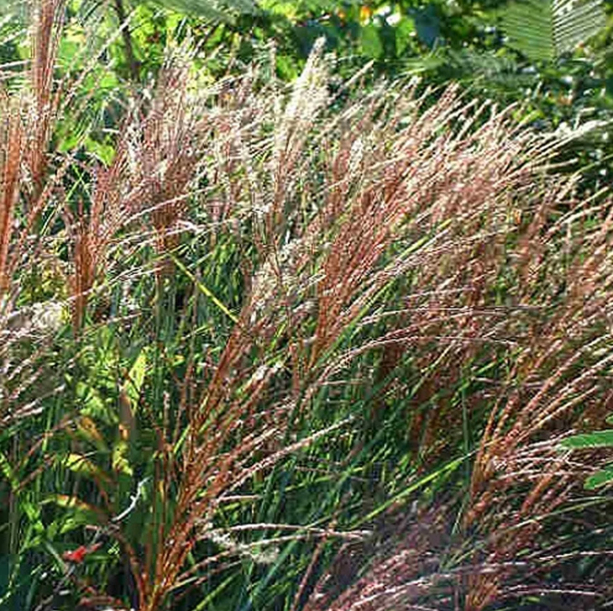 Maiden Grass |  Chinese Silver Grass |Miscanthus sinensis 'Gracillimus'