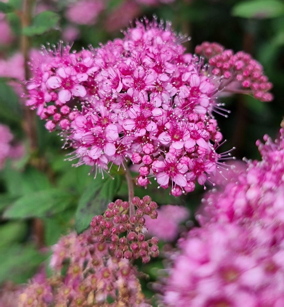 Poprocks® Petite Spirea | Spirea japonica 'Odessa' USPP28508, CPBRAF