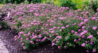 Poprocks® Petite Spirea | Spirea japonica 'Odessa' USPP28508, CPBRAF