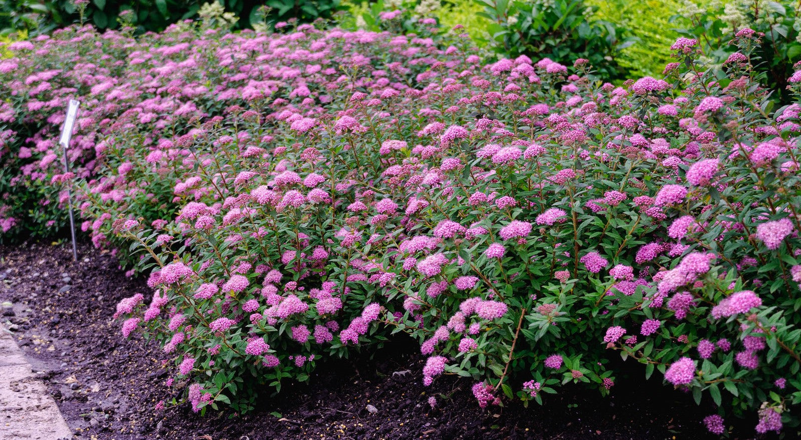 Poprocks® Petite Spirea | Spirea japonica 'Odessa' USPP28508, CPBRAF