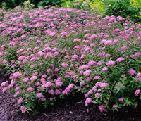 Poprocks® Petite Spirea | Spirea japonica 'Odessa' USPP28508, CPBRAF