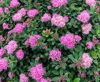 Poprocks® Petite Spirea | Spirea japonica 'Odessa' USPP28508, CPBRAF