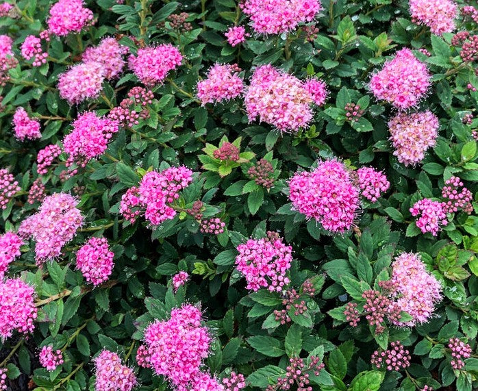 Poprocks® Petite Spirea | Spirea japonica 'Odessa' USPP28508, CPBRAF