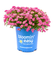 Poprocks® Petite Spirea | Spirea japonica 'Odessa' USPP28508, CPBRAF