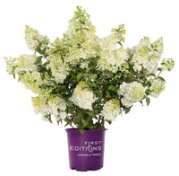 Strawberry Sundae® Hydrangea Shrub | Hydrangea Paniculata 'RENSUN' PP25,438