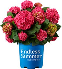 Endless Summer® Summer Crush® Bigleaf Hydrangea macrophylla 'Bailmacfive' PP 30,359