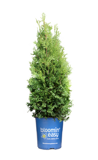 Private Jet™ Arborvitae |Thuja occidentalis 'King of Brabant' USPP29678, CPBRAF
