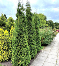 Private Jet™ Arborvitae