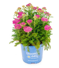 Milly Rock™ Rose Yarrow | Achillea millefolium 'FLORACHRO1' USPP31620