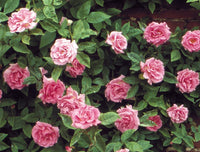 Climbing Thornless Rose | Zéphirine Drouhin Rose | French Bourbon Rose
