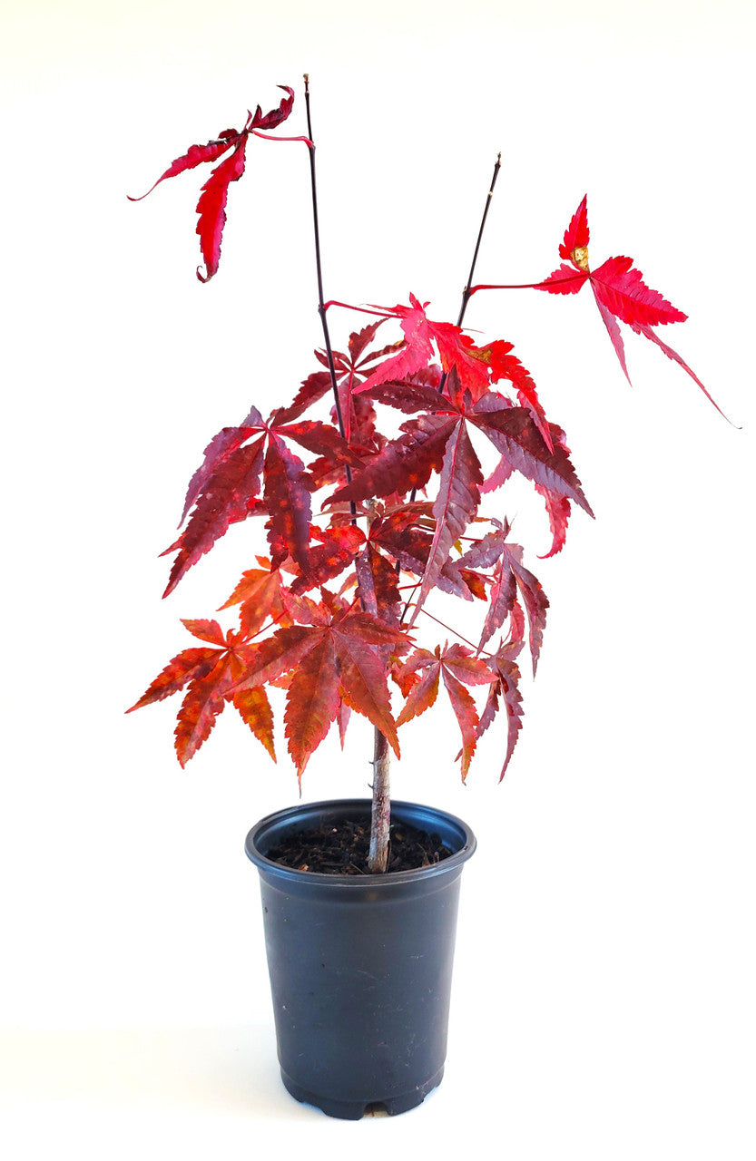 house plant that looks like maple leaf Bloodgood Japanese Maple (Acer palmatum) Dwarf – Plant Factory Direct