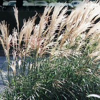 Dwarf Maiden Grass Grass | Miscanthus sinensis 'Adagio'