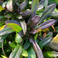 Chocolate Chip Ajuga | Ajuga reptans 'Chocolate Chip' ground cover
