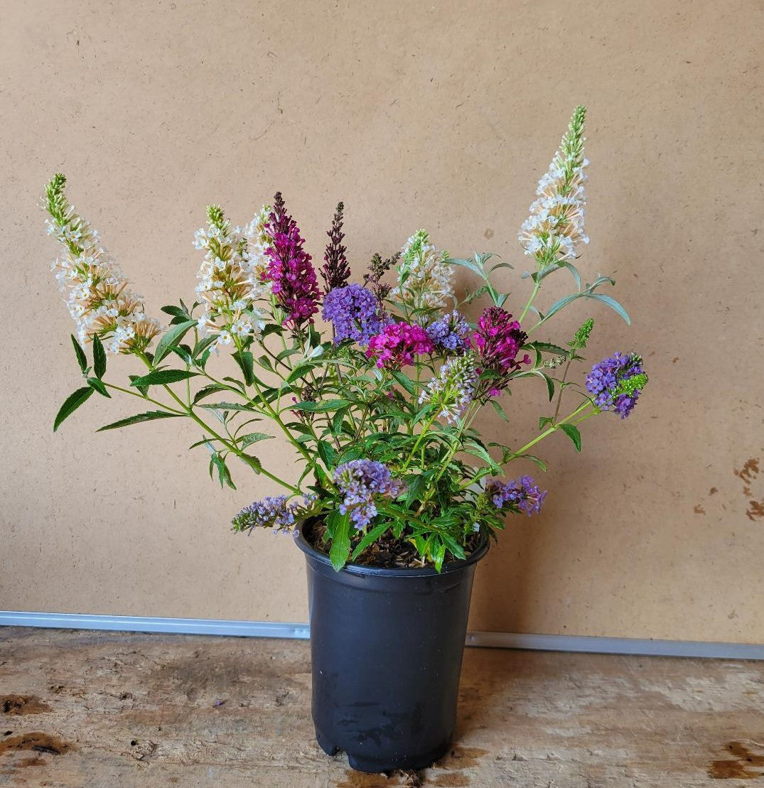 All The Buzz 3 in 1 Butterfly collection. Buzz Hot Raspberry, Buzz Ivory,  & Buzz Sky Blue grown in one container for a beautiful display of color!