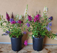 All The Buzz 3 in 1 Butterfly collection. Buzz Hot Raspberry, Buzz Ivory,  & Buzz Sky Blue grown in one container for a beautiful display of color!
