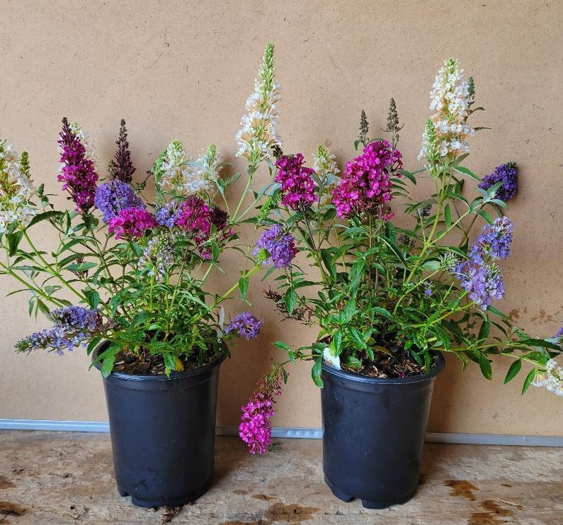 All The Buzz 3 in 1 Butterfly collection. Buzz Hot Raspberry, Buzz Ivory,  & Buzz Sky Blue grown in one container for a beautiful display of color!