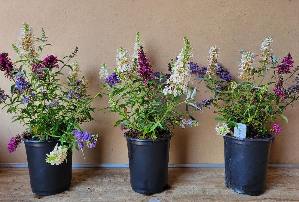 All The Buzz 3 in 1 Butterfly collection. Buzz Hot Raspberry, Buzz Ivory,  & Buzz Sky Blue grown in one container for a beautiful display of color!