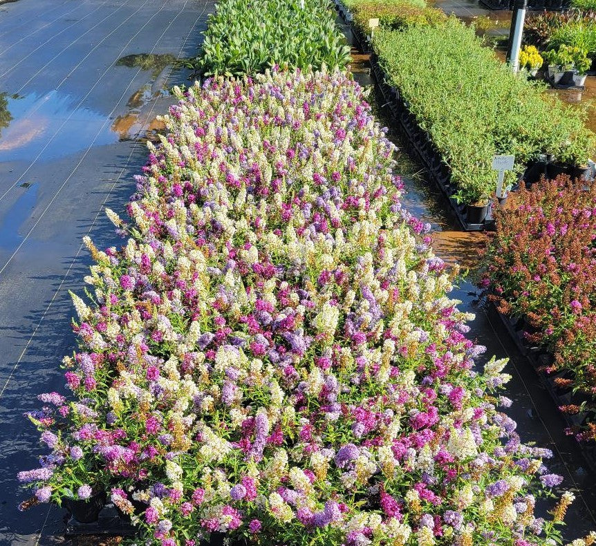 All The Buzz 3 in 1 Butterfly collection. Buzz Hot Raspberry, Buzz Ivory,  & Buzz Sky Blue grown in one container for a beautiful display of color!