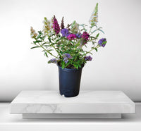 "All the Buzz" Buddleia 3 colors in 1 Butterfly Bush- Preorder Now!