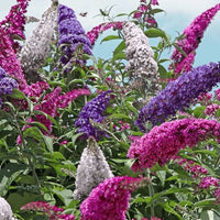 All The Buzz 3 in 1 Butterfly collection. Buzz Hot Raspberry, Buzz Ivory, & Buzz Sky Blue grown in one container for a beautiful display of color!