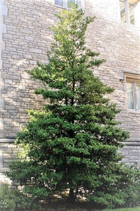 American Holly - Ilex opaca