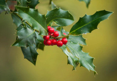 American Holly - Ilex opaca