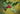 American Holly - Ilex opaca