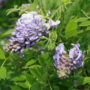 'Amethyst Falls' Wisteria frutescens | Reblooming Wisteria flower