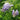 'Amethyst Falls' Wisteria frutescens | Reblooming Wisteria flower