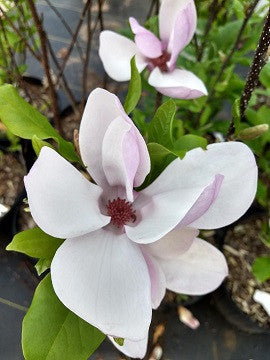 Ann Magnolia | Magnolia x 'Ann'