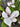 Ann Magnolia | Magnolia x 'Ann'