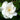 August Beauty Gardenia Shrub, gardenia august beauty, August Beauty Gardenia, free shipping, care instructions, zone hardiness, garden paradise, fragrant blooms, outdoor oasis, gardening, flowering shrub, landscaping."
