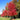 Autumn Blaze Maple ® Tree